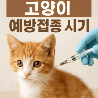 고양이예방접종시기-썸네일이미지