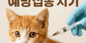 고양이예방접종시기-썸네일이미지